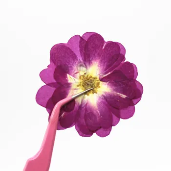 12PCS/VEĽA Lisované Kvety Ruže Kvet Reálne Sušené Kvety Scrapbooking DIY Kvet Tváre Telefón Prípade Dekorácie 0
