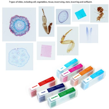 35 Kus Farebné Mikroskopom Vzoriek Biologické Vzorky Listov Základných a Stredných Dary