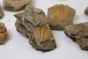 Prírodné Trilobite Chvost Fosílnych Brachiopod Coral &Conchostraca Trilobites Koruny Hmyzu Chvost Fosílnych Pôvodnej Kamennej Výučby Vedy